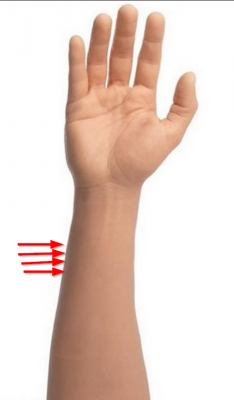 Avant bras.png
